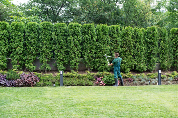 Professional Tree Care  in Minster, OH