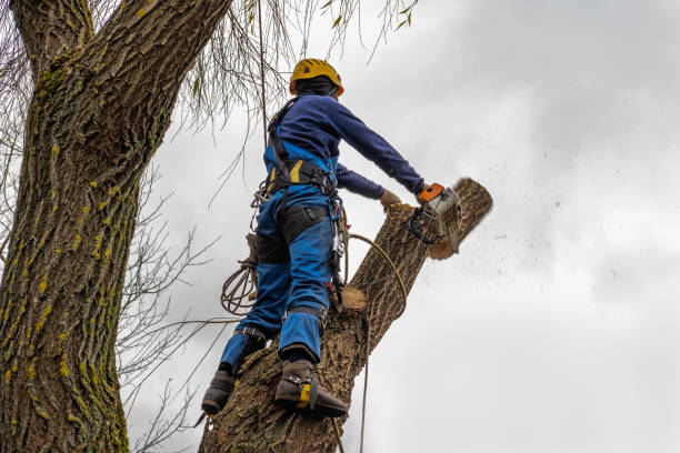 Best Tree Health Inspection  in Minster, OH