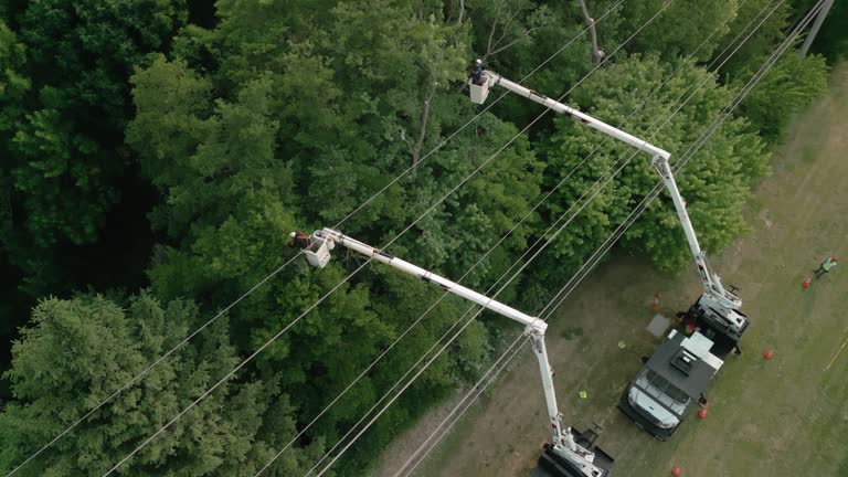 Best Utility Line Clearance  in Minster, OH